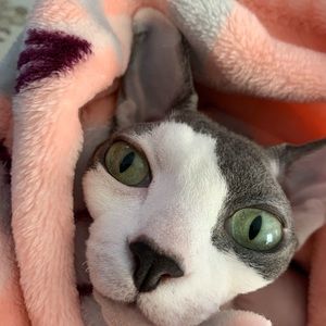 Meet your Posher, Joe